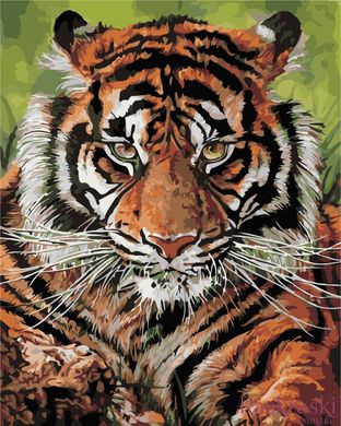 Картина по номерам Взгляд тигра (AS0393) ArtStory фото интернет-магазина Raskraski.com.ua