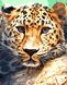 Алмазная мозаика Взгляд леопарда My Art (MRT-TN947, На подрамнике) — фото комплектации набора