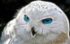 Алмазная мозаика Белая сова ТМ Алмазная мозаика (DM-242, Без подрамника) — фото комплектации набора