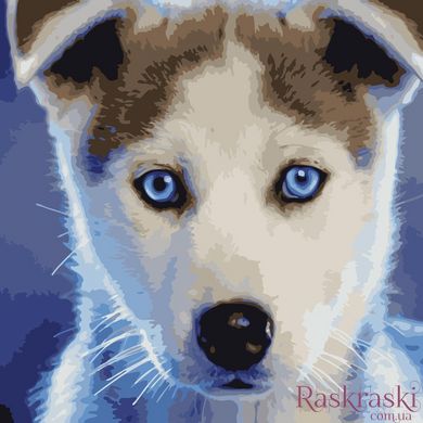 Картина по номерам Голубоглазый пёсик (AS1081) ArtStory (Без коробки)