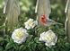 Набір алмазна мозаїка Птах на садових трояндах ТМ Алмазная мозаика (DMF-330) — фото комплектації набору
