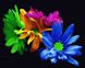 Холст для рисования Яркие хризантемы (BRM25177) — фото комплектации набора