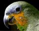 Картина по номерам Мятный попугай (MR-Q2157) Mariposa — фото комплектации набора