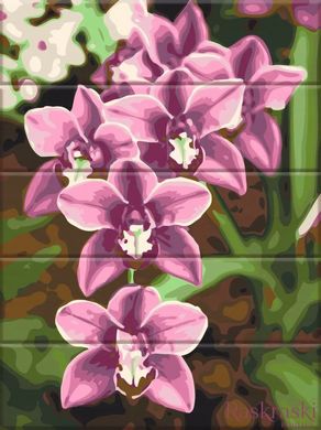 Картини за номерами Рожеві орхідеї (ASW227) ArtStory фото інтернет-магазину Raskraski.com.ua