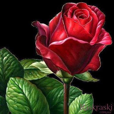 Картина алмазна вишивка Червона троянда ТМ Алмазная мозаика (DM-333) фото інтернет-магазину Raskraski.com.ua