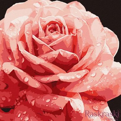 Малювання по номерам Досконала троянда ©art_selena_ua (KHO3236) Ідейка (Без коробки)