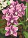 Картины по номерам Розовые орхидеи (ASW227) ArtStory — фото комплектации набора