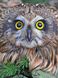 Картина из страз Наблюдательная сова ТМ Алмазная мозаика (DM-348, Без подрамника) — фото комплектации набора
