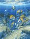 Картина за номерами Підводний світ (AS0966) ArtStory — фото комплектації набору