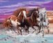 Картины по номерам Дикие лошади (MR-Q2252) Mariposa — фото комплектации набора
