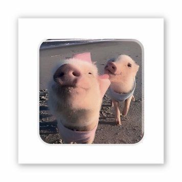 3D-стикер Piggy selfie