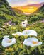 Картина по номерам Цветы в горах (AS0867) ArtStory — фото комплектации набора