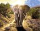 Картина за номерами Величний слон (VP1440) Babylon — фото комплектації набору