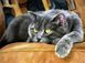 Картина из страз Сонный кот My Art (MRT-TN921, На подрамнике) — фото комплектации набора