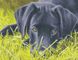 Картина за номерами Сумний пес (AS0968) ArtStory — фото комплектації набору