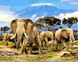 Картина по номерам Стая слонов (VP1441) Babylon — фото комплектации набора