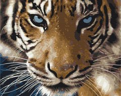 Картина раскраска Взгляд тигра (BSM-B8767) фото интернет-магазина Raskraski.com.ua