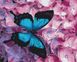 Раскраска по номерам Бабочка на цветах (BS21627) BrushMe (Без коробки)