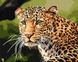 Картина за номерами Зеленоокий леопард (KH4322) Идейка — фото комплектації набору