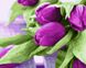 Живопис по номерам Пурпурові тюльпани (BK-GX21540) (Без коробки)