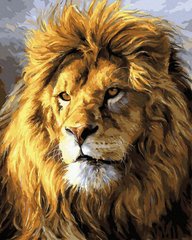 Картина раскраска Взгляд льва (BRM45811) фото интернет-магазина Raskraski.com.ua