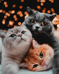Алмазная картина Трио котиков ColorArt (CLR-PST484, На подрамнике) фото интернет-магазина Raskraski.com.ua