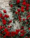 Раскраски по номерам Вьющаяся роза (MR-Q108) Mariposa — фото комплектации набора