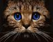 Полотно для малювання Котячий погляд (BRM21674) — фото комплектації набору