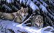 Алмазна вишивка Вовки на снігу ТМ Алмазная мозаика (DM-280) — фото комплектації набору
