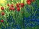 Картина по номерам Цветы в поле (ASW230) ArtStory — фото комплектации набора