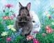 Картина за номерами Двоє кролів (BRM36237) — фото комплектації набору