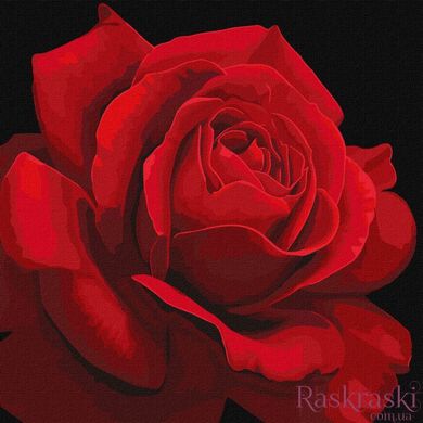 Картина за номерами Червона троянда ©annasteshka (KHO3238) Ідейка (Без коробки)