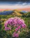 Картина за номерами Цвітіння Карпат © Roksolana Baran (BSM-B53750) — фото комплектації набору