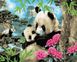 Рисование по номерам Мама панда (VP1448) Babylon — фото комплектации набора
