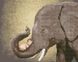 Алмазная картина Слон с ребенком (BGZS1149) НикиТошка — фото комплектации набора