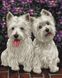 Раскраска по цифрам Веселые собачки (BRM25007) — фото комплектации набора