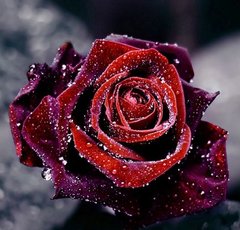 Алмазна вишивка Роса на троянді ТМ Алмазная мозаика (DMF-123) фото інтернет-магазину Raskraski.com.ua
