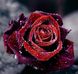 Алмазна вишивка Роса на троянді ТМ Алмазная мозаика (DMF-123) — фото комплектації набору