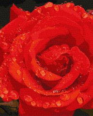 Картина по номерам Троянда в діамантах (KHO3207) Идейка (Без коробки)