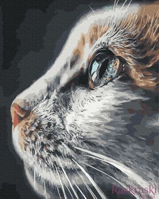 Картины по номерам Взгляд кошки (BK-GX37082) (Без коробки)