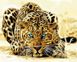Картина по номерам Леопард (VP994) Babylon — фото комплектации набора