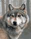 Живопись по номерам Одинокий волк (AS0879) ArtStory — фото комплектации набора