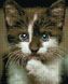 Картина из страз Пятнистая мордашка Никитошка (EJ887, На подрамнике) — фото комплектации набора