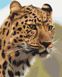 Картина за номерами Плямистий леопард (BSM-B52449) — фото комплектації набору