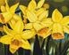 Картина по номерам Нарциссы © Anastasiia Osmolovska (BSM-B53724) — фото комплектации набора