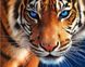 Картина алмазная вышивка Сила тигра My Art (MRT-TN137, На подрамнике) — фото комплектации набора