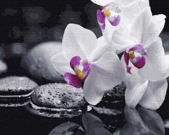 Картина по номерам Орхидея (BK-GX21140) (Без коробки)