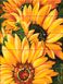 Картина по номерам на дереве Подсолнечные цветы (ASW186) ArtStory — фото комплектации набора