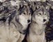 Картина по номерам Преданность волка (AS0170) ArtStory — фото комплектации набора
