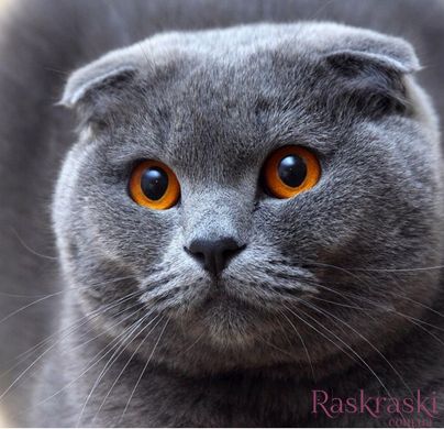 Алмазная вышивка Вислоухий кот My Art (MRT-TN052, На подрамнике) фото интернет-магазина Raskraski.com.ua
